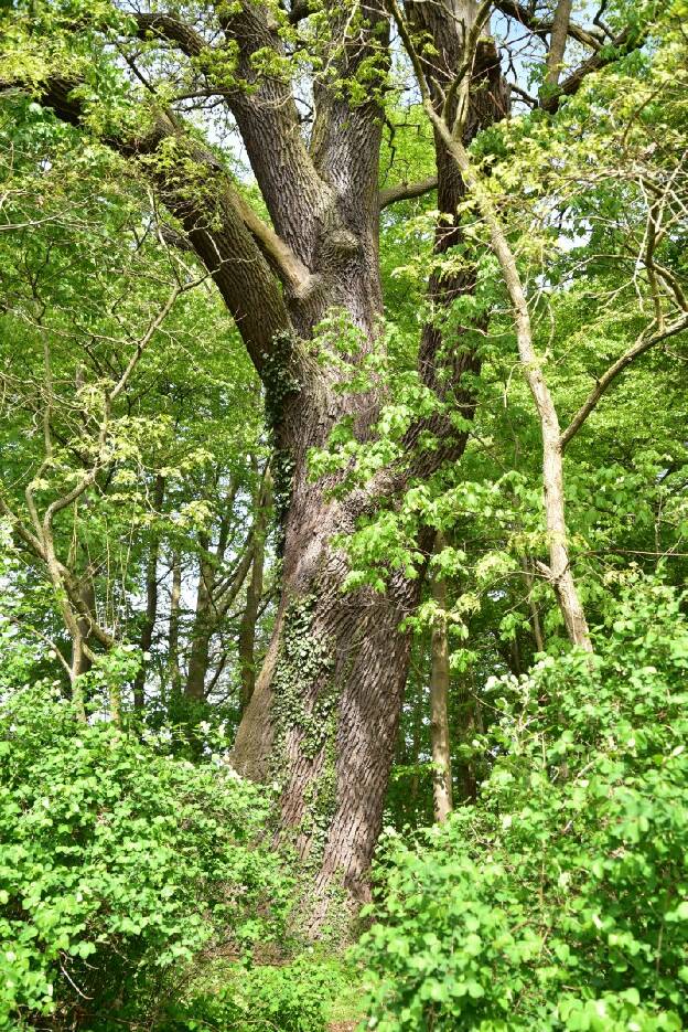 Alte Eiche am Parkrand von Karwe, Umfang 6,53 m