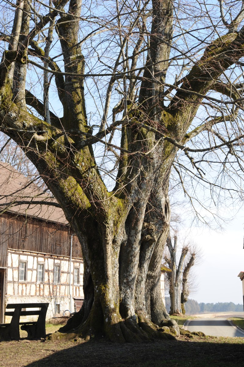 Linde vor dem Kirchhof in Hohenpölz (Tilia platyphyllos), Umfang 6,50 m 