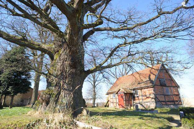 Fröhlich - Wege zu alten Bäumen - Mecklenburg-Vorpommern - Nr 244 - Eiche in Lüttenhagen