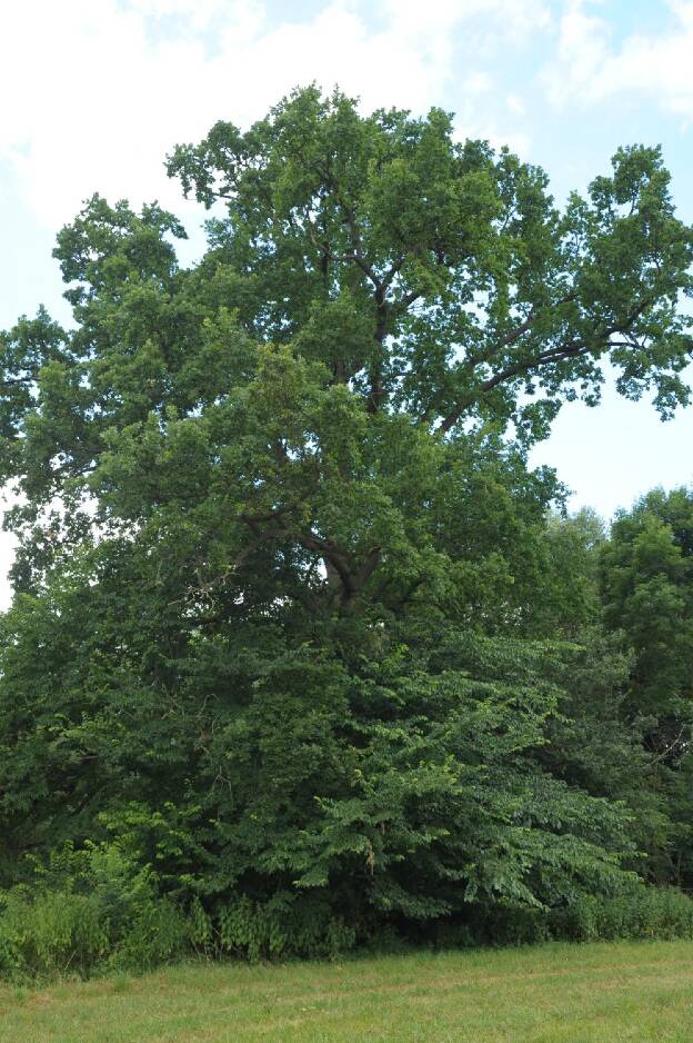 Fröhlich - Wege zu alten Bäumen - Mecklenburg-Vorpommern - Nr 3 - Eiche am Wasserschloß Johannstorf