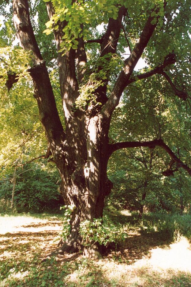 Fröhlich - Wege zu alten Bäumen - Sachsen-Anhalt - Nr 160 - Linde in Dehlitz