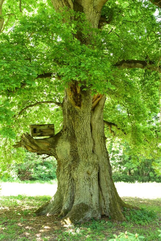 Eiche im Schlosspark Gadow (Quercus robur), Umfang 7,58 m 
