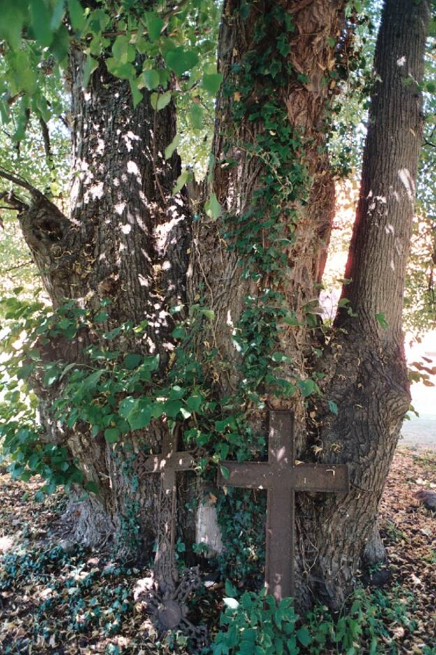 Fröhlich - Wege zu alten Bäumen - Mecklenburg-Vorpommern - Nr 7 - Friedhofslinde in Schlagsdorf