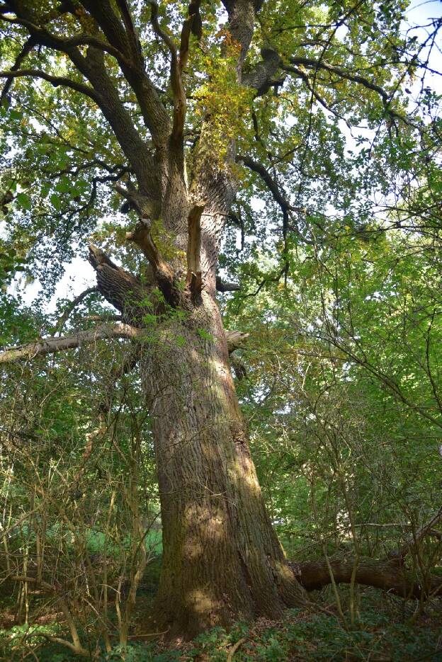 Eiche am See bei Schlieffenberg (Quercus robur), Umfang 6,90 m 