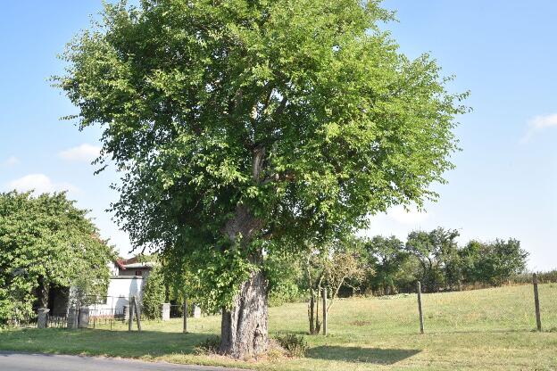 Fröhlich - Wege zu alten Bäumen - Brandenburg - Nr 76 - Maulbeerbaum in Tantow