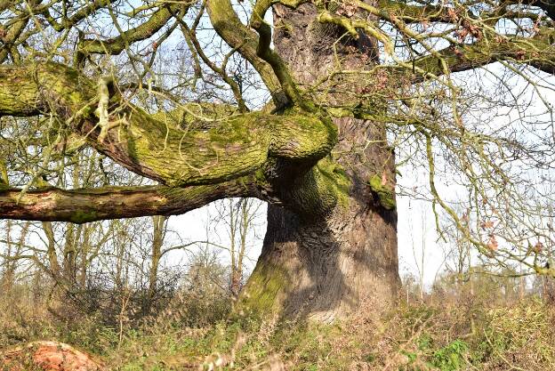 Eiche 1 auf der namenlosen Wiese südlich des Kupen-Walls bei Vockerode, Umfang 7,05 m